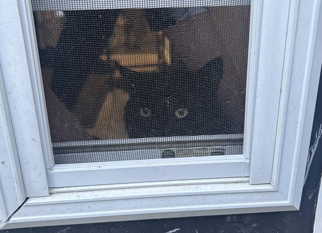 Кот и мой досуг.